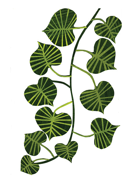 philodendron leaf print Botanicals Collage Collection – Heart Leaf Philodendron