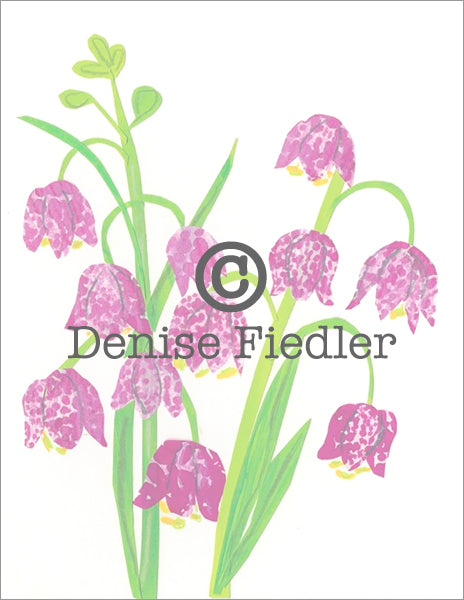 fritilaria © Denise Fiedler