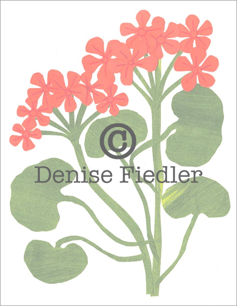 geraniums © Denise Fiedler